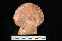 藏品(法爾海扇蛤)的圖片